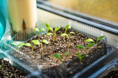Bir kabın içinde filizlenmiş raventli tohumların ilk yaprakları, yakın plan. Pencerenin kenarındaki pencere pervazında kendi kendine büyüyen fideler.