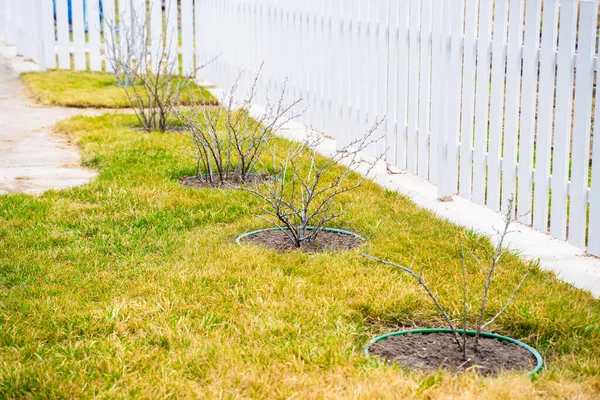 Stachelbeersträucher Werden Frühjahr Auf Dem Rasen Gepflanzt Kahle Zweige Von — Stockfoto