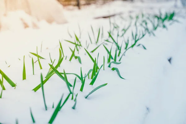 Łóżko Ogrodowe Rosnącym Czosnkiem Śniegu Wiosenny Śnieg Pokrył Ogród Roślinami — Zdjęcie stockowe