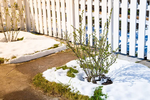 Krzew Agrestu Wiosną Słoneczną Pogodę Topniejącym Śniegiem Lekki Wiosenny Śnieg — Zdjęcie stockowe