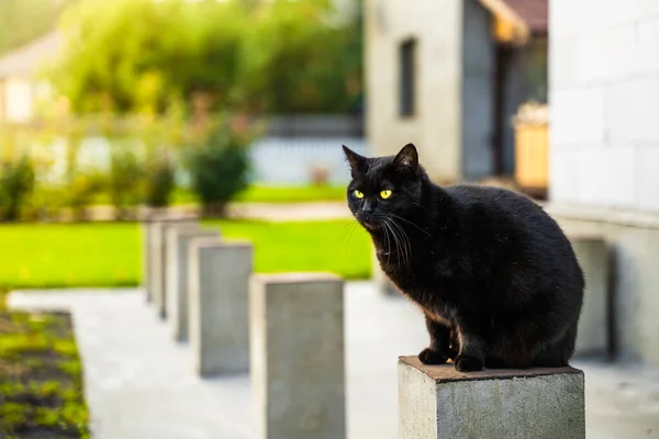 Close Beautiful Black Cat Sitting Concrete Pole Blurred Background Private — Stockfoto