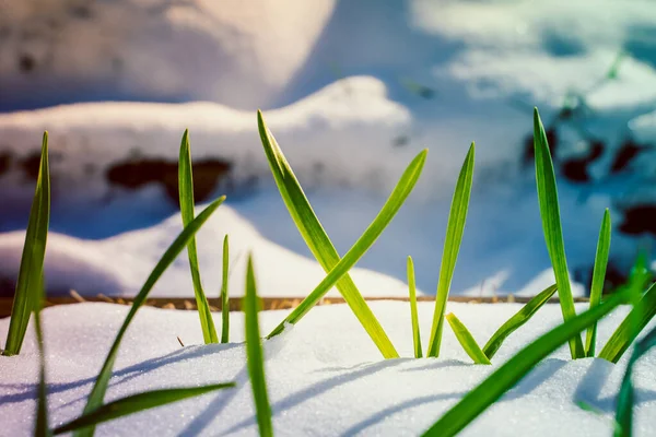 Brotes Verdes Ajo Brotaron Través Nieve Cerca Clima Cálido Soleado — Foto de Stock