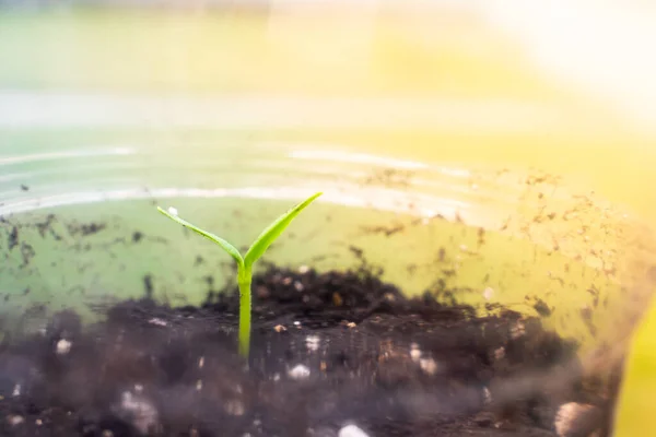 stock image Sprouted seedlings from seeds close-up. Growing seedlings in spring on the windowsill by the window