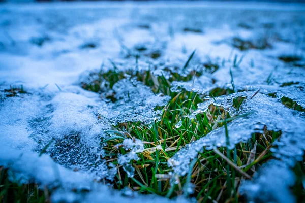 Hierba Verde Después Las Heladas Bajo Cubierta Nieve Primer Plano — Foto de Stock