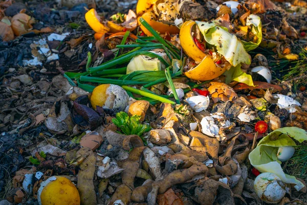 Limbah Makanan Pada Tumpukan Kompos Close Mengomposisi Sampah Manusia Limbah — Stok Foto