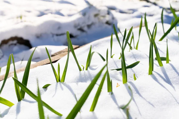 Nieve Primavera Cubrió Las Camas Del Jardín Con Ajo Crecimiento — Foto de Stock