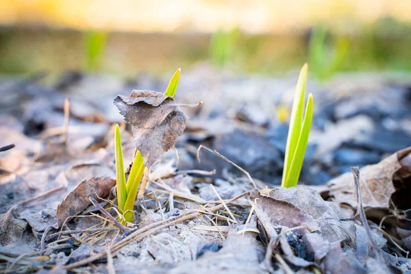 Jaře Zahradě Vyrašil Suchým Listím Zelený Česnek První Teplý Den — Stock fotografie