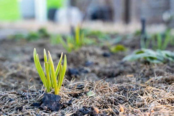 庭の秋に植えられたニンニクは春に クローズアップで成長しました 最初の芽を持つ早春の庭のベッド — ストック写真