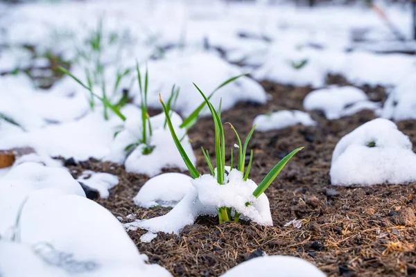Cama Jardín Con Nieve Derretida Cultivo Ajo Primavera Ajo Invierno — Foto de Stock