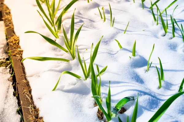 Gröna Blad Vitlök Snön Soligt Väder Närbild — Stockfoto