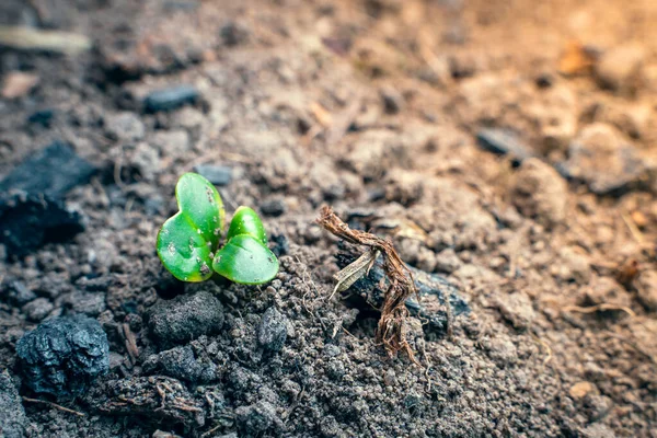 Yeşil Turp Filizleri Toprağı Gagalar Yakından Sebze Bahçesinde Genç Turp — Stok fotoğraf