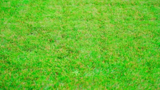 Green Lawn Spring Awakened Green Grass Winter Country Lawn Smooth — Stock Video