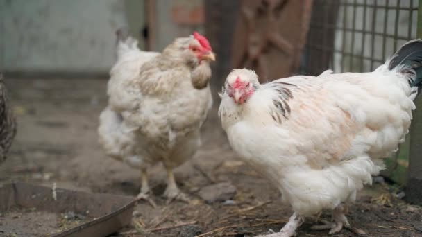 Kury Nioski Różnych Kolorów Padoku Zbliżenie Hodowla Drobiu Domowego Kurczakami — Wideo stockowe