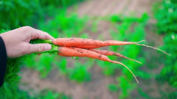 Fresh Root Crops Orange Carrots Straight Garden Hand Close Background — Stock Video