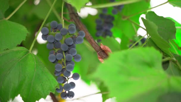 Dłoń Zbiera Bezpłodną Uprawę Czerwonych Winogron Winogrona Winne Winnicy Wysokiej — Wideo stockowe