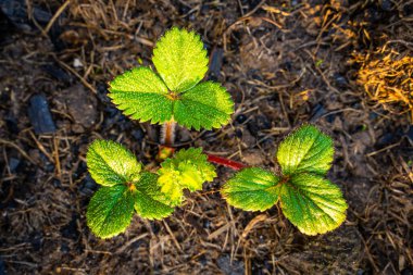 Baharda yeşil çilek yaprakları Sabahın erken saatlerinde çiğ damlaları, üst manzara