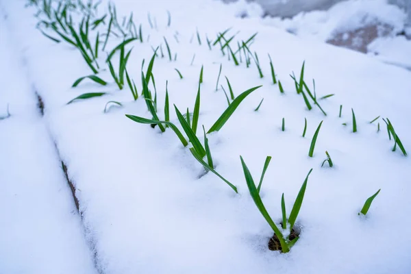 Cama Jardín Con Cultivo Ajo Nieve Nieve Primavera Cubrió Jardín — Foto de Stock
