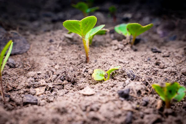Rettich Großaufnahme Kleine Grüne Keimblätter Gemüseboden — Stockfoto