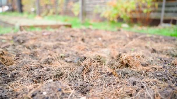 Sonbaharda Bahçe Yatağında Çam Iğneleri Yakın Plan Kozalaklı Iğnelerle Bahçedeki — Stok video