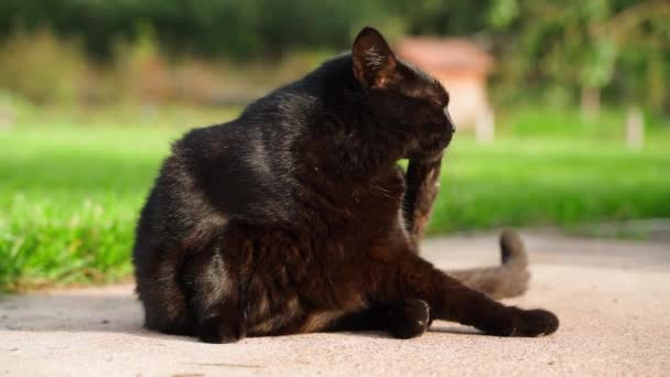 Μια Μαύρη Γάτα Γλείφει Χείλη Της Από Κοντά Φόντο Πράσινου — Αρχείο Βίντεο