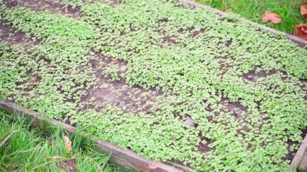 滑らかなカメラの動きとして播種白いマスタードと野菜の庭のベッド 秋の庭 高品質のフルHd映像 — ストック動画