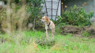 Doğada zincirli açık renkli bir köpek. Tasmalı bir köpek ve bölgeyi koruyor. Yüksek kaliteli FullHD görüntüler