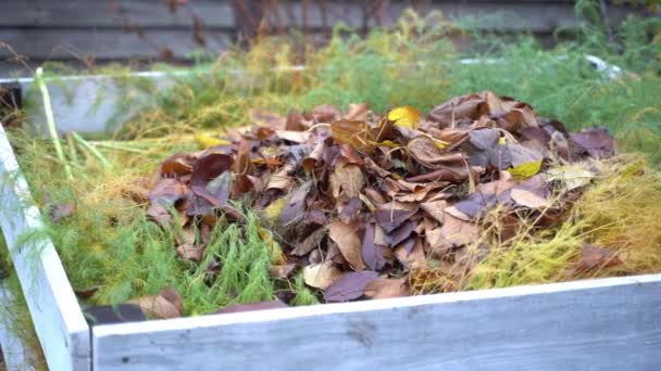 Sonbaharda Gübre Yığınına Dökülen Islak Yapraklar Yakın Plan Gübreleme Kuru — Stok video