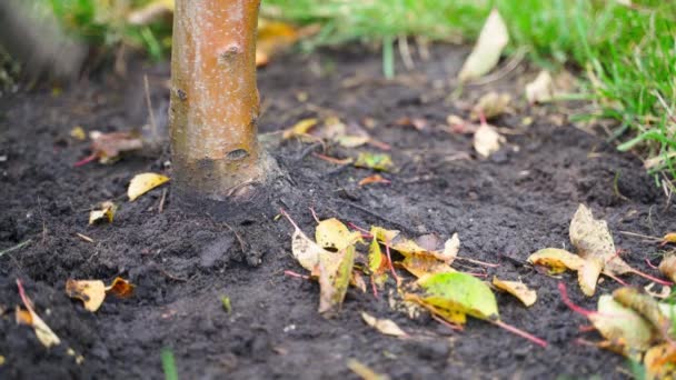 庭での秋のケア クローズアップ 木の近くの土壌を耕し 黄色の落ち葉 高品質4K映像 — ストック動画