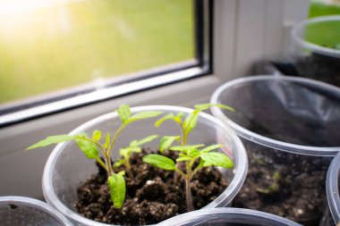 Pencere kenarındaki plastik bardaklarda domates tohumları. Evdeki tohumlardan bitki yetiştiriyorlar. Bahçıvanı mevsime hazırlıyorum.