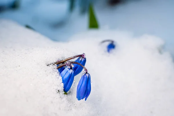 Flores Azules Scilla Nieve Cerca —  Fotos de Stock