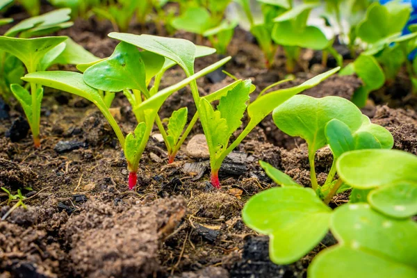 Young Sprouts Growing Radish Garden Bed Close First Green Leaves — Stock Photo, Image