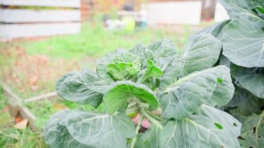 Sonbaharda Brüksel lahanalı sebze bahçesi, büyük yeşil yapraklar. Yüksek kaliteli FullHD görüntüler