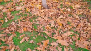 Bahçede düşen yapraklar yeşil çimlerin üzerinde, düzgün kamera hareketi. Kuru sonbahar yapraklarının en üst görüntüsü. Yüksek kaliteli FullHD görüntüler