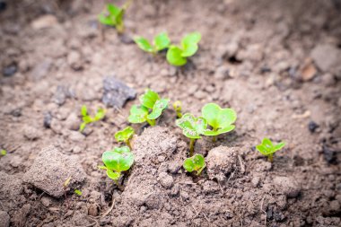 Sebze bahçesinde filizlenmiş turp. Baharda filizlenmiş turp tohumlarının taze yeşil yaprakları. Bir serada bitki yetiştirmek.
