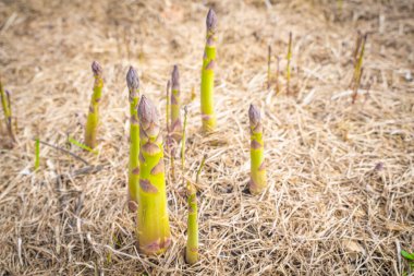 Kuşkonmaz filizleri bir bahçe yatağında yetişir kuru ot gübresi ile, yakın plan
