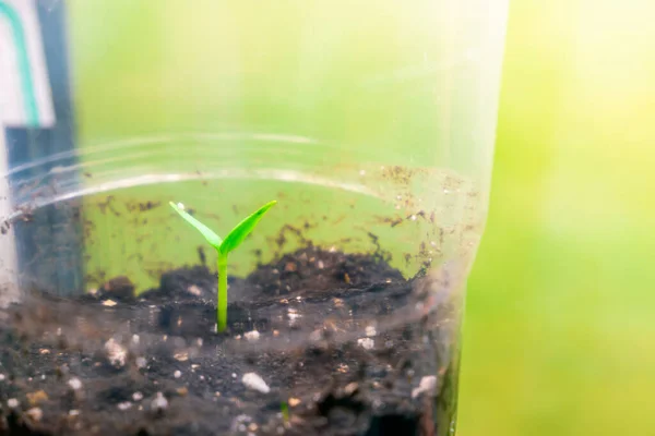 Seedlings Transparent Plastic Cup Close First Germinal Leaves Germinated Plant — Stock Photo, Image