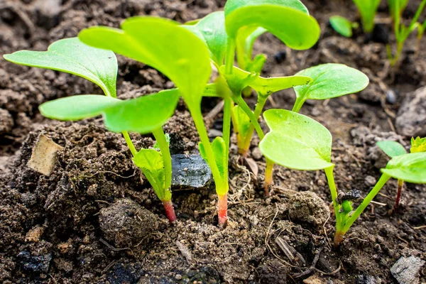 Brotos Jovens Rabanete Vermelho Crescem Perto Folhas Verdes Plantas Crescimento — Fotografia de Stock