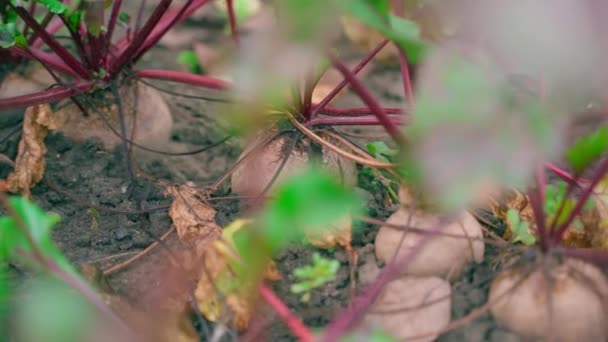 Zralá Červená Řepa Půdě Zahradním Lůžku Hladká Kamera Klouže Vysoce — Stock video