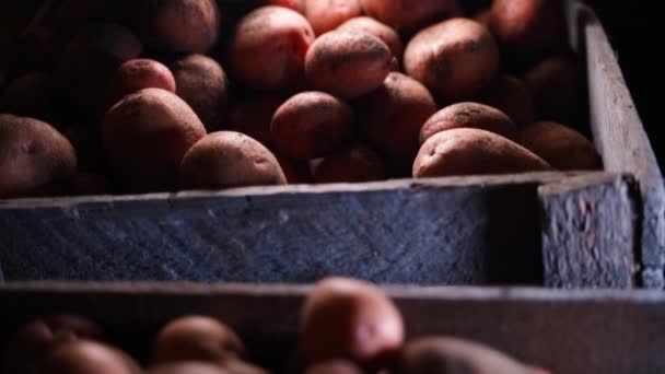 Trälådor Med Potatis Källaren Mörkret Och Hundra Dollar Närbild Högkvalitativ — Stockvideo