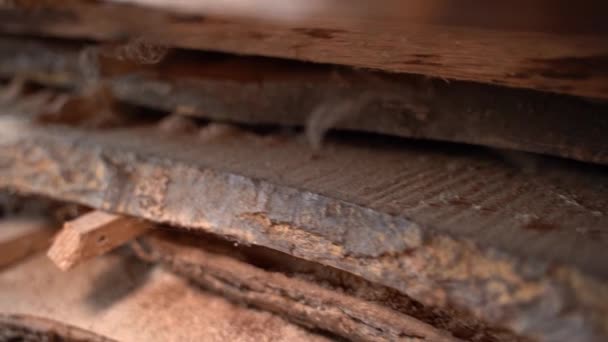 Eet Houten Planken Close Gestapelde Eiken Planken Verwend Door Insecten — Stockvideo
