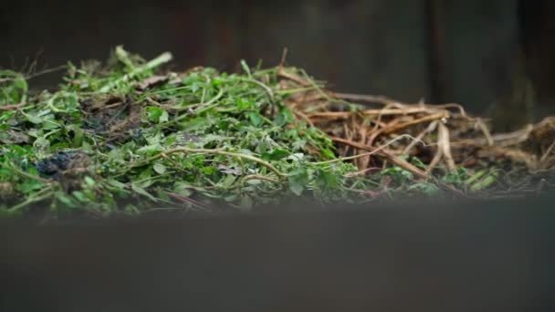 Kompostování Zeleného Plevele Zavřít Hladký Pohyb Kamery Vysoce Kvalitní Fullhd — Stock video