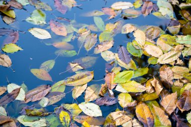 Fallen yellow leaves in the water close-up. Autumn atmosphere with rich colors