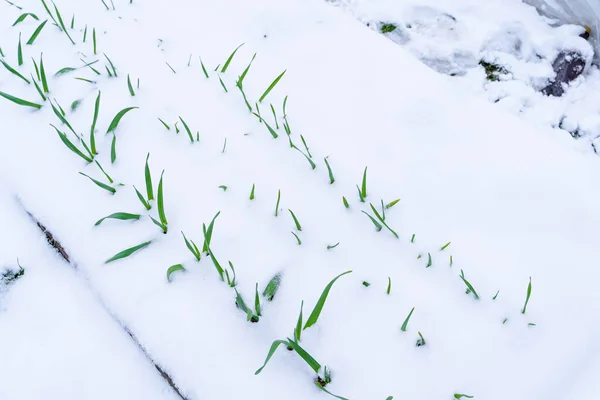 Cama Jardín Con Cultivo Ajo Nieve Nieve Primavera Cubrió Jardín — Foto de Stock
