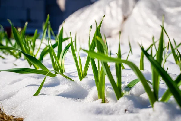 Wiosenny Śnieg Pokrył Łóżka Ogrodowe Rosnącym Czosnkiem Odmiana Czosnku Odporna — Zdjęcie stockowe