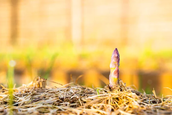 First Young Shoot Asparagus Grows Soil Dry Grass Mulch Close — Stock Photo, Image
