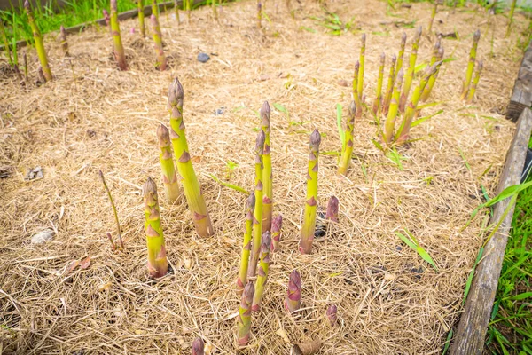 Garden Bed Growing Asparagus Close Mulching Soil Dry Grass Growing — Stock Photo, Image