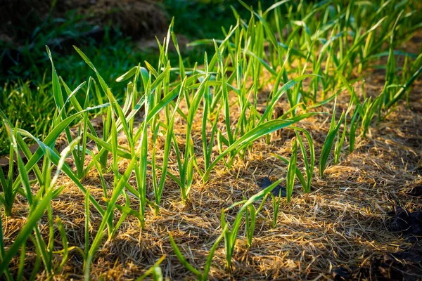Knoflook Groeit Moestuin Morgendauw Planten Mulching Tuingrond Het Voorjaar Daglicht — Stockfoto