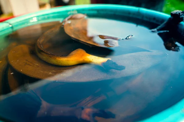 stock image Banana peel in water in a plastic bucket outdoors, close-up