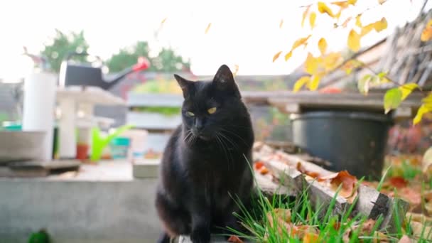 Eine Schwarze Katze Sitzt Auf Dem Hintergrund Von Gartengeräten Auf — Stockvideo