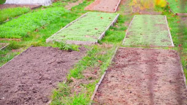 緑の肥料ベッド付きの秋の野菜の庭 滑らかなカメラの動き 前景に移動します 高品質のフルHd映像 — ストック動画